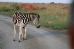 斑马漫步于道路之上