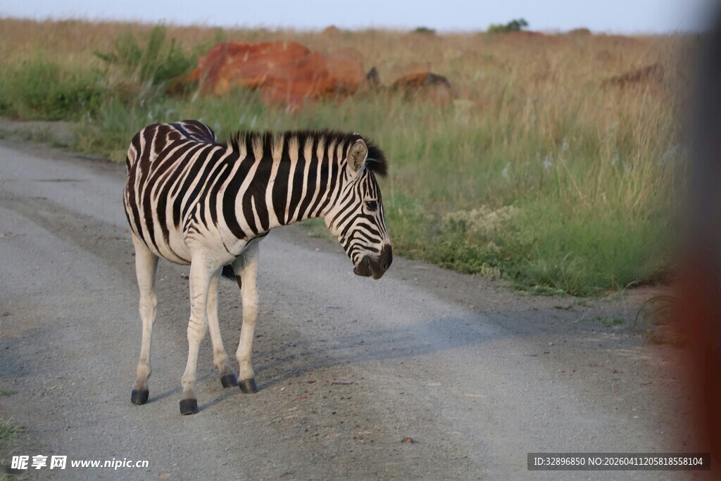 斑马漫步于道路之上