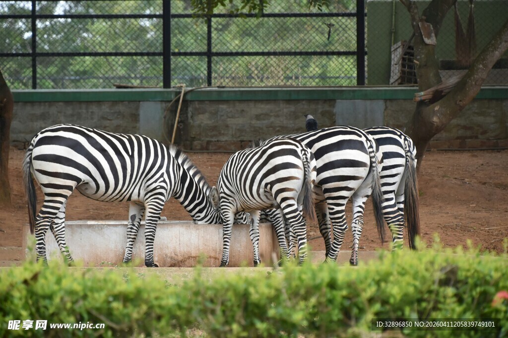 斑马群在围栏内低头进食