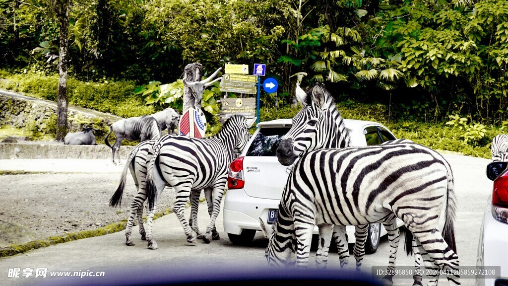 斑马在路上的有趣一幕