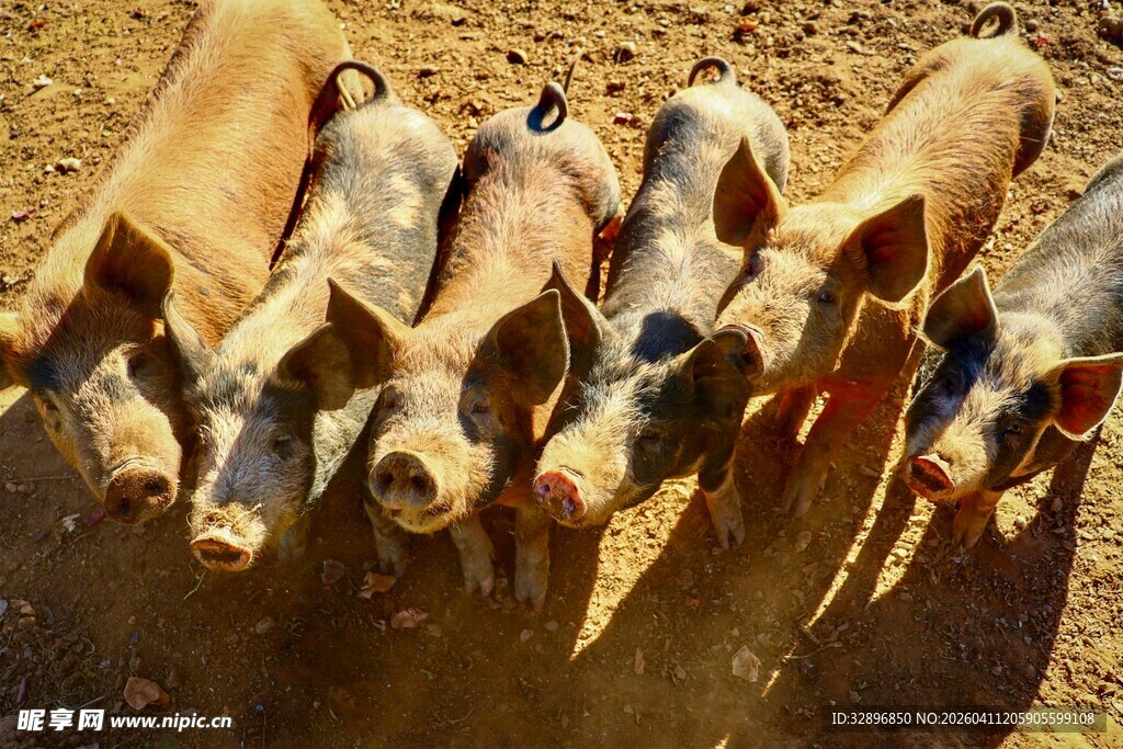 一群小猪站在泥土上