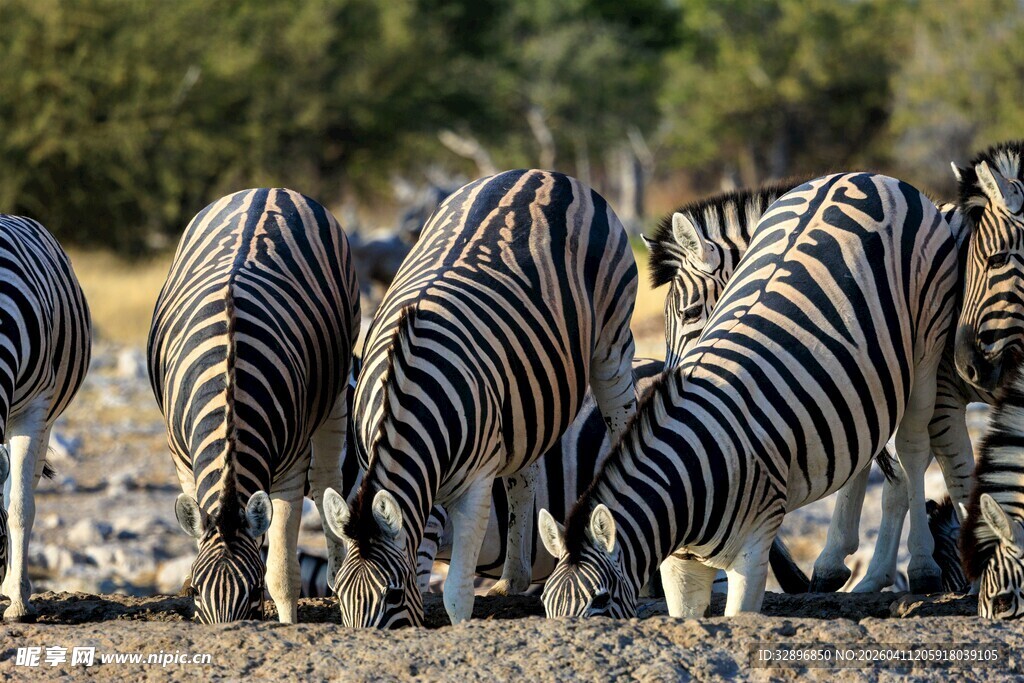 草原上的斑马群