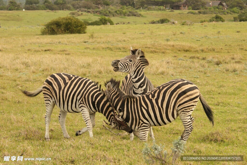 草原上互动的斑马