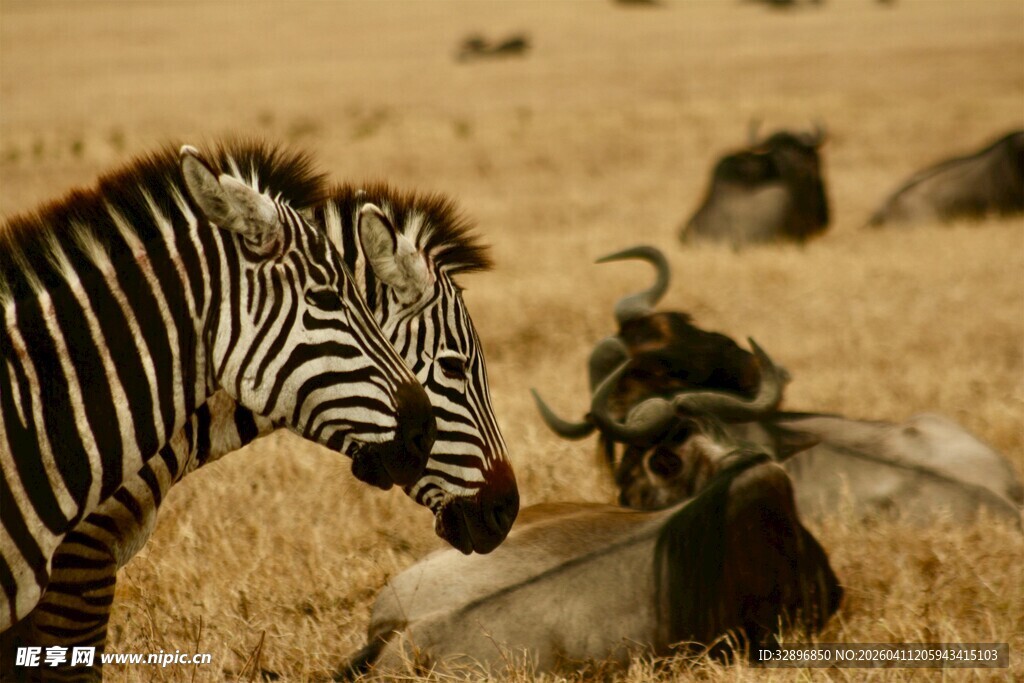 草原上的斑马与角马