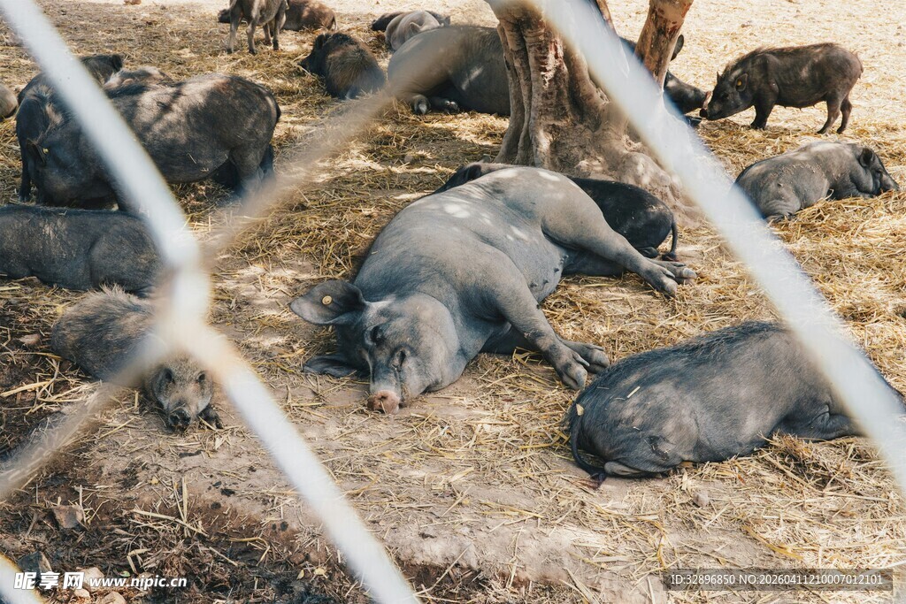 猪群休憩于围栏内