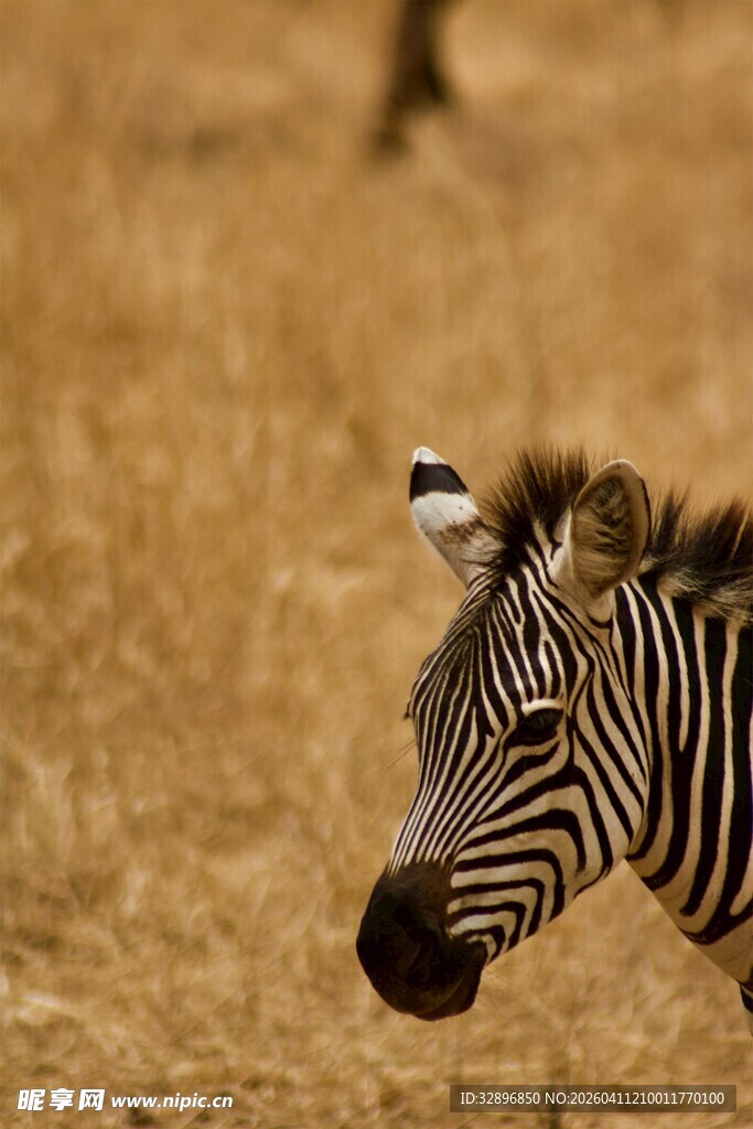 草原上的斑马特写