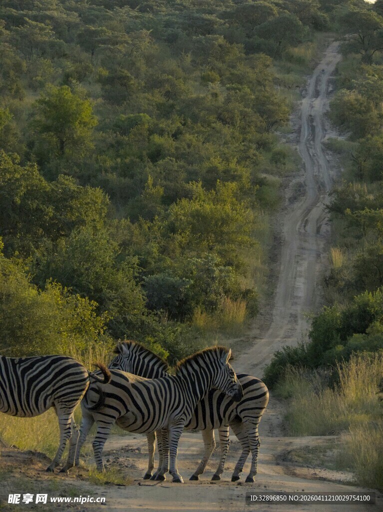 斑马群在林间小道上