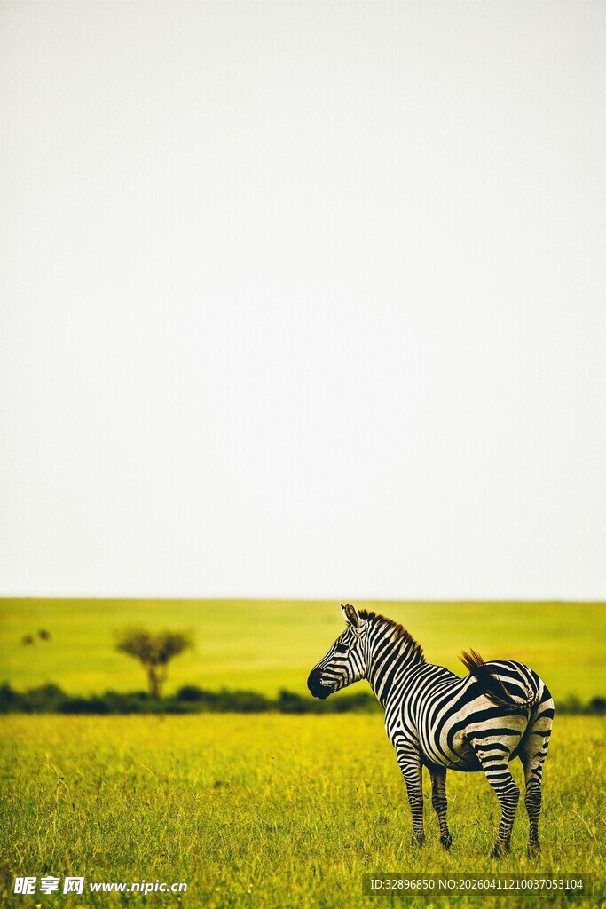 草原上的孤独斑马