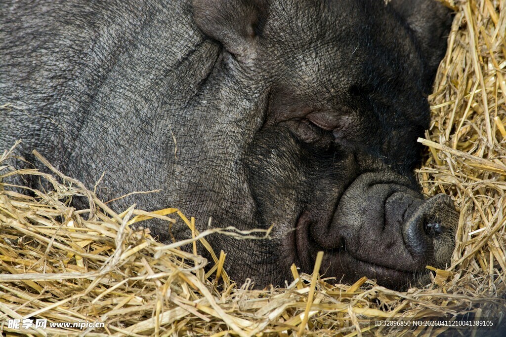 酣睡的黑猪