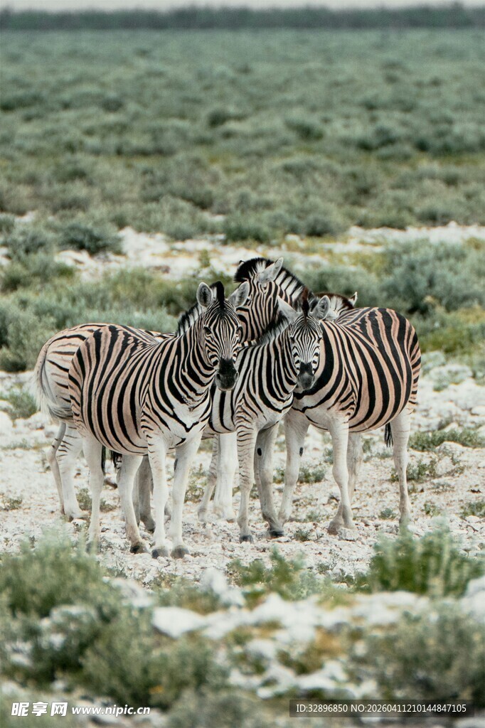 草原上的斑马群