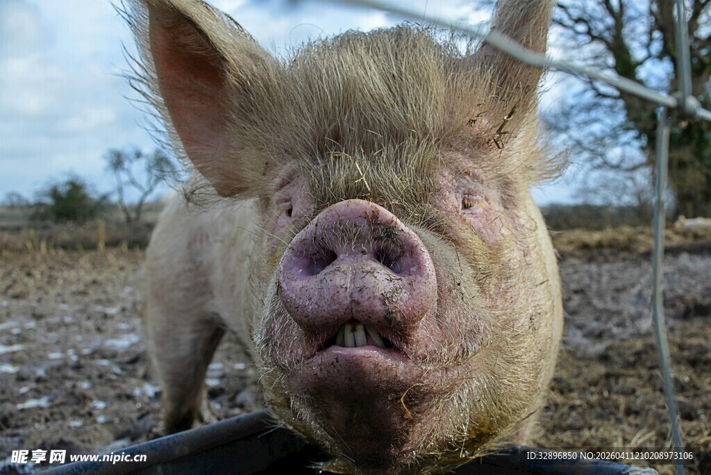 可爱小猪特写