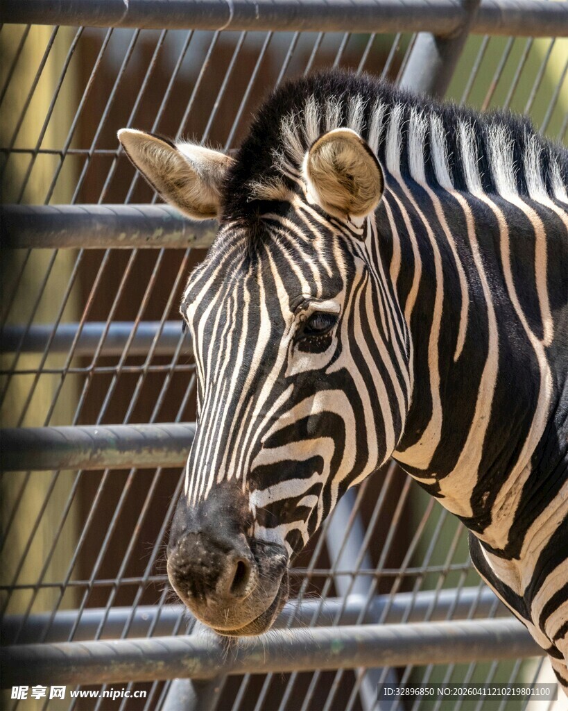笼中斑马特写