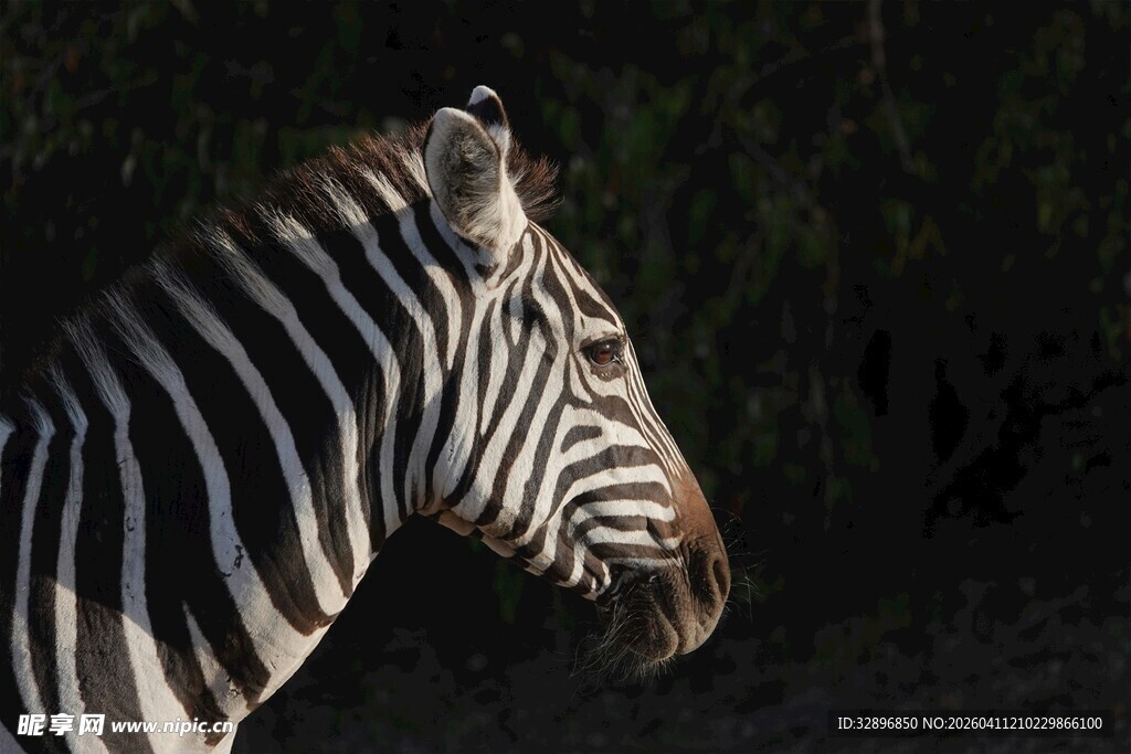 斑马侧面特写