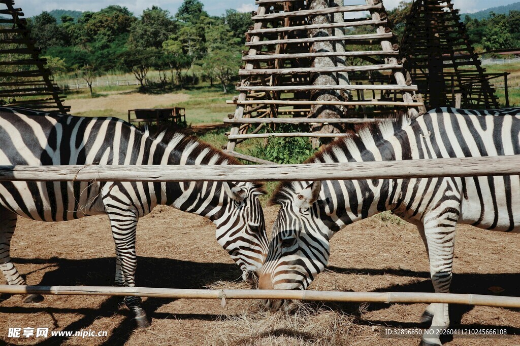 斑马在户外低头进食场景