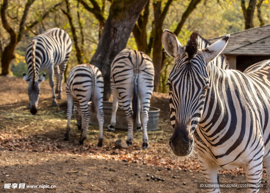 林间漫步的斑马群