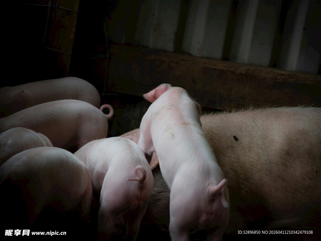仔猪依偎母猪吃奶场景