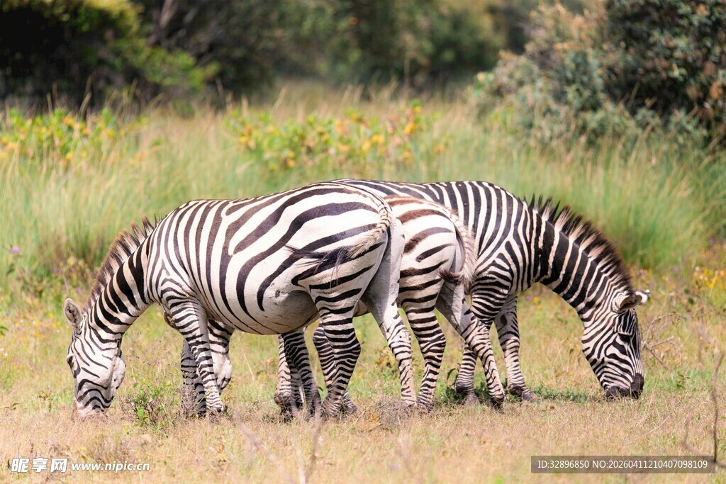 草原上吃草的两只斑马