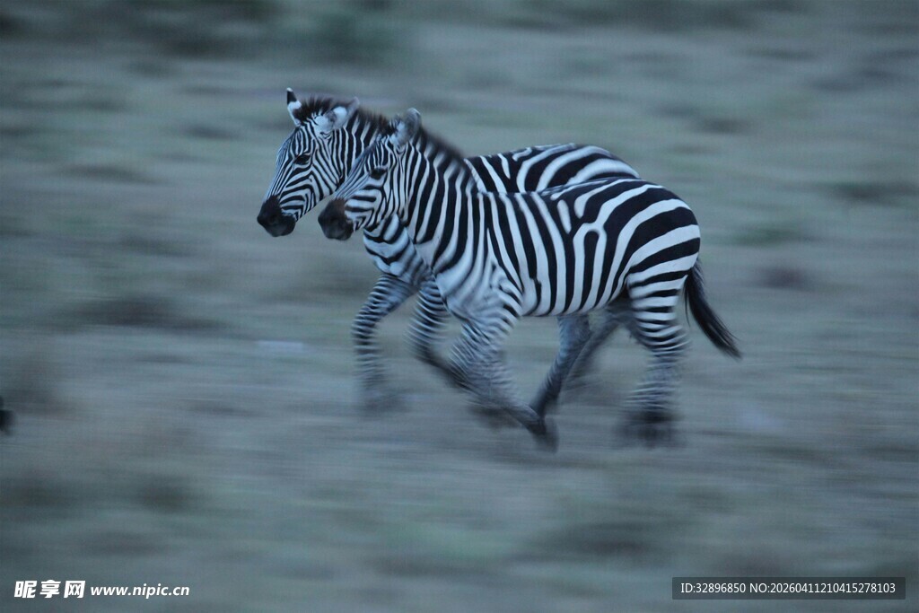奔跑的斑马