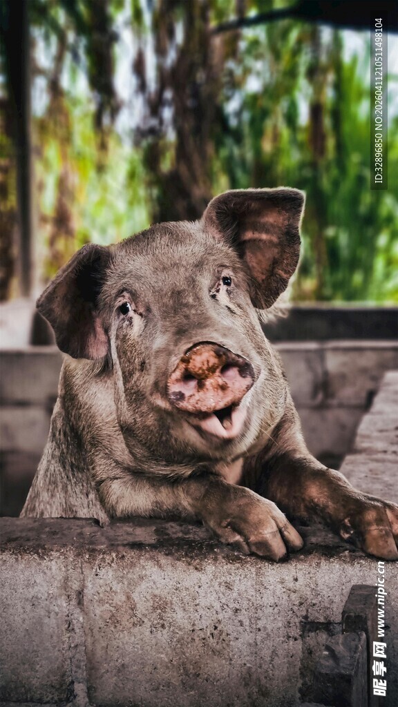 可爱小猪趴在石栏上