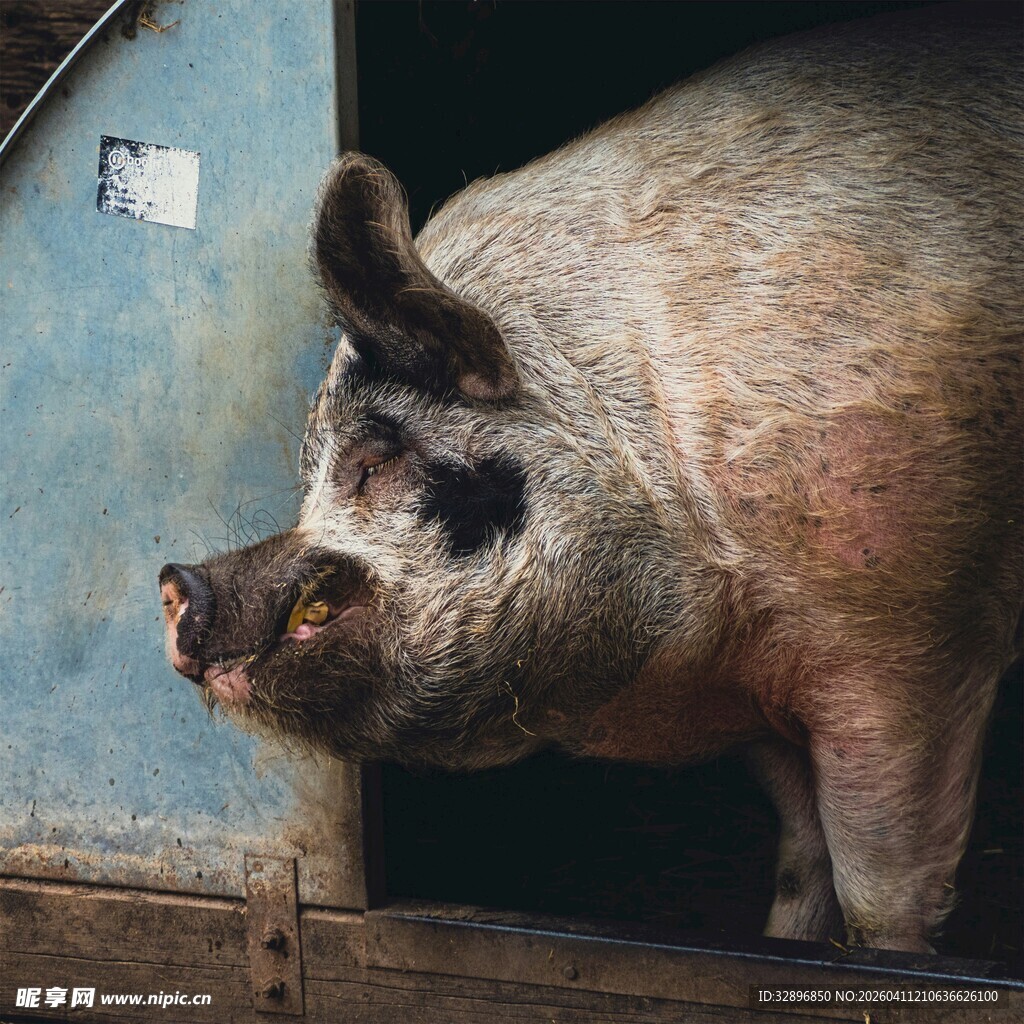 猪从蓝色门中探出脑袋