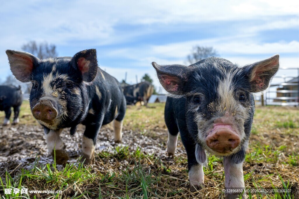 田野中的可爱小猪