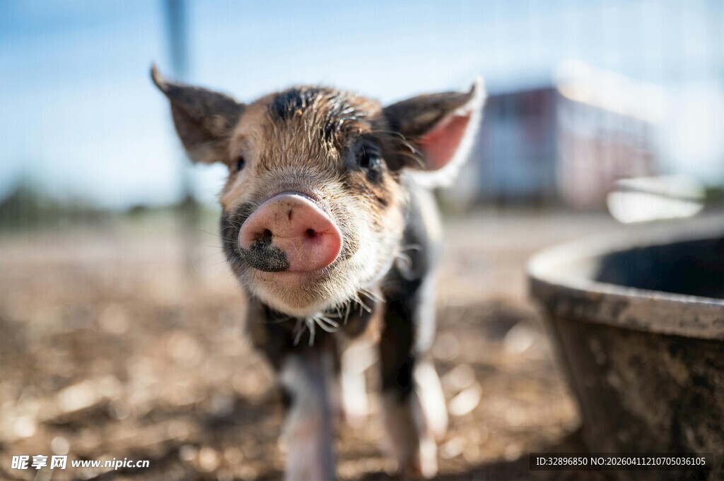 可爱小猪站在户外场景中