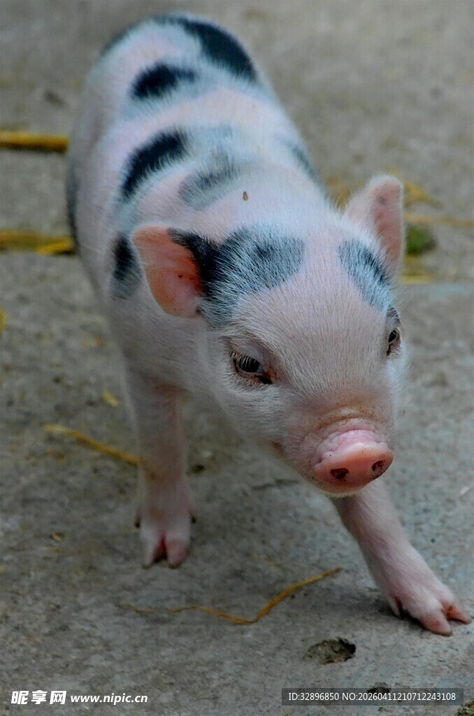可爱小花猪幼崽