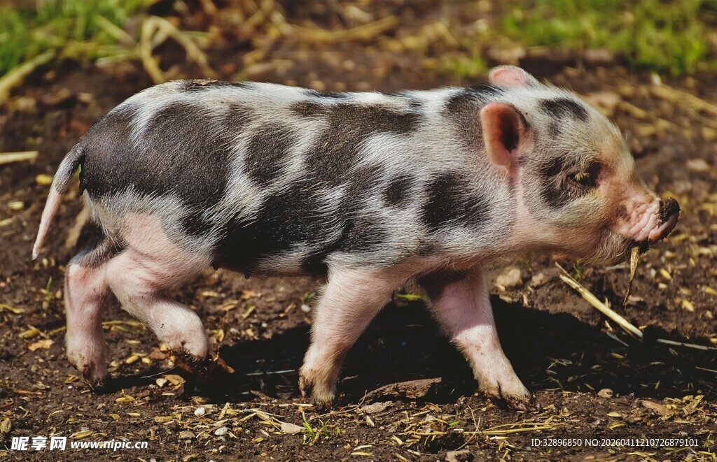 花斑小猪在泥地行走