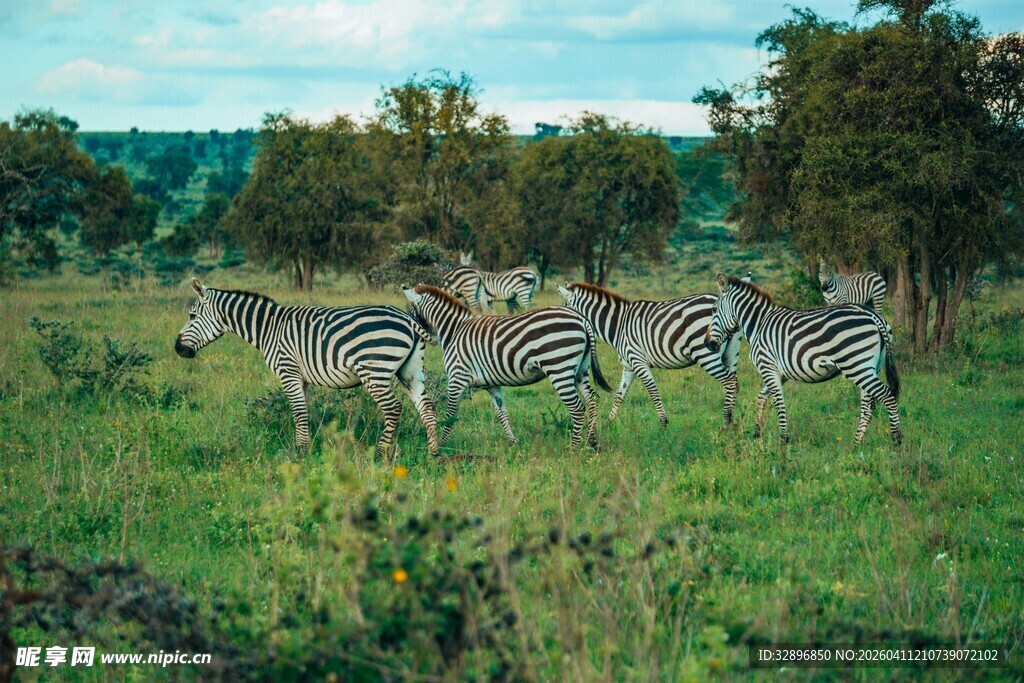 草原上的斑马群