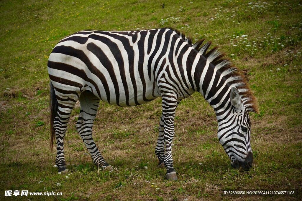 草原上低头吃草的斑马