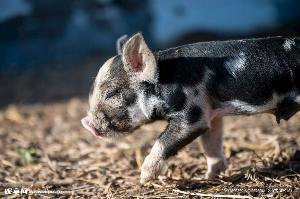 可爱小猪在户外行走