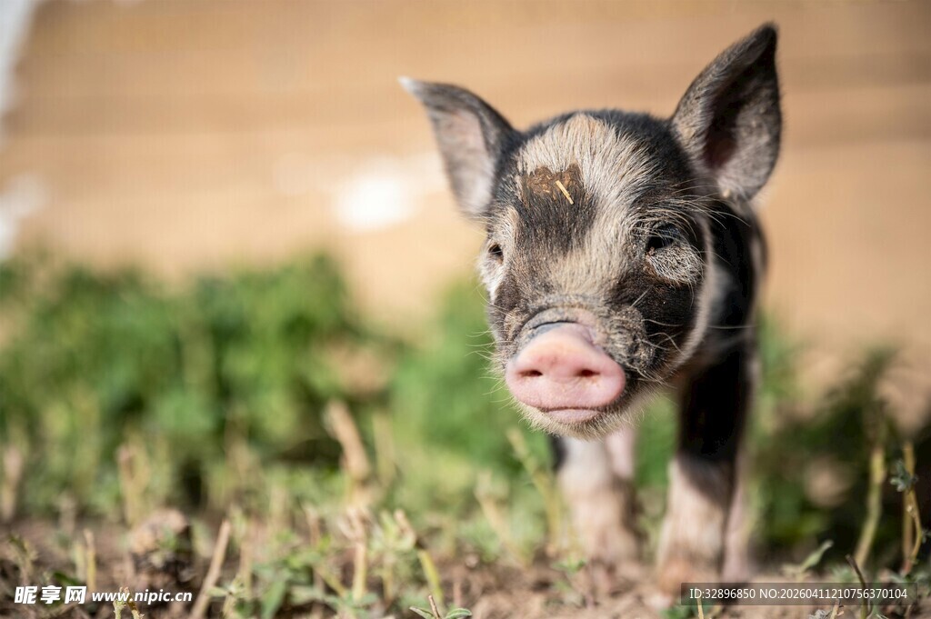 可爱小猪站在绿色草地上