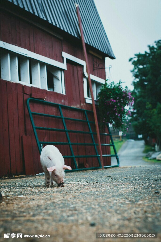 红屋前低头劳作的白衣人
