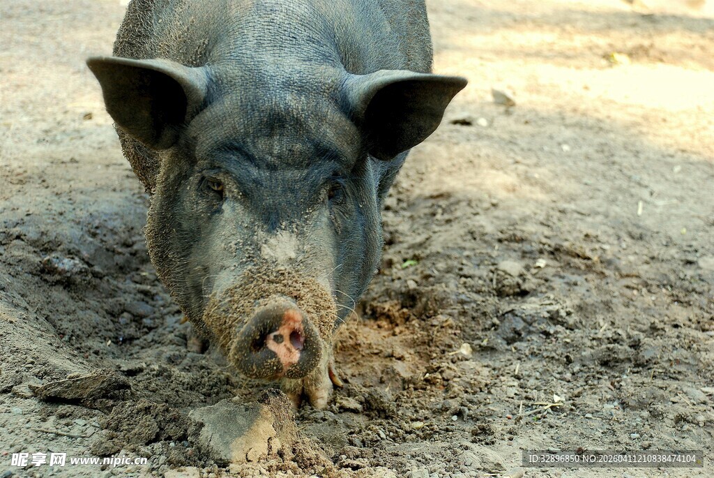 泥地中的黑猪