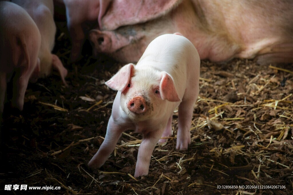 可爱小猪在干草中活动