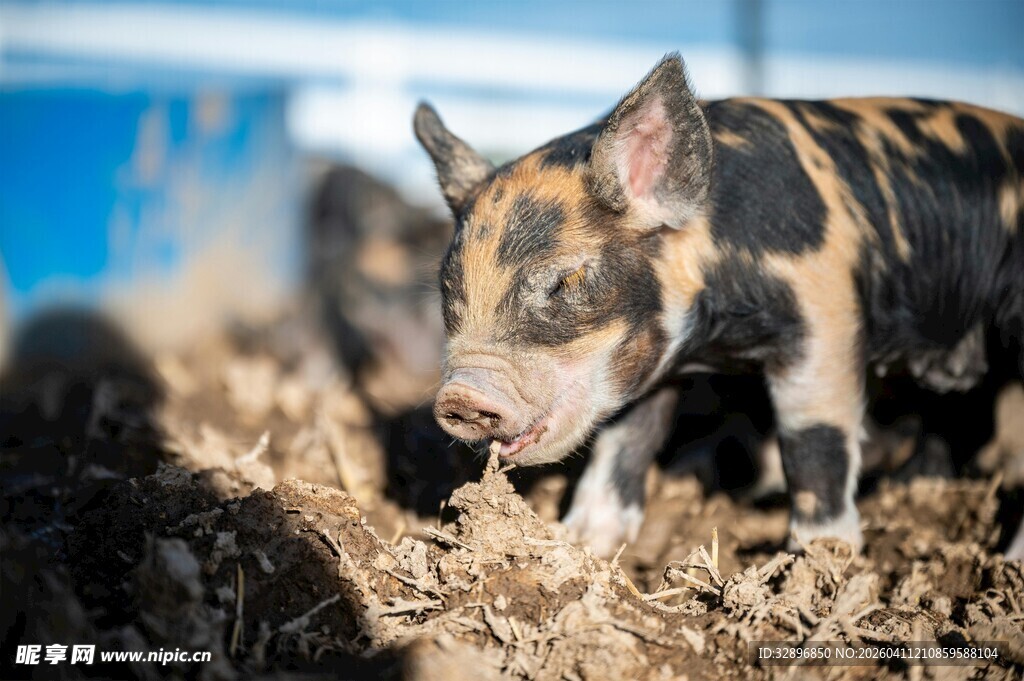 花斑小猪在泥地觅食