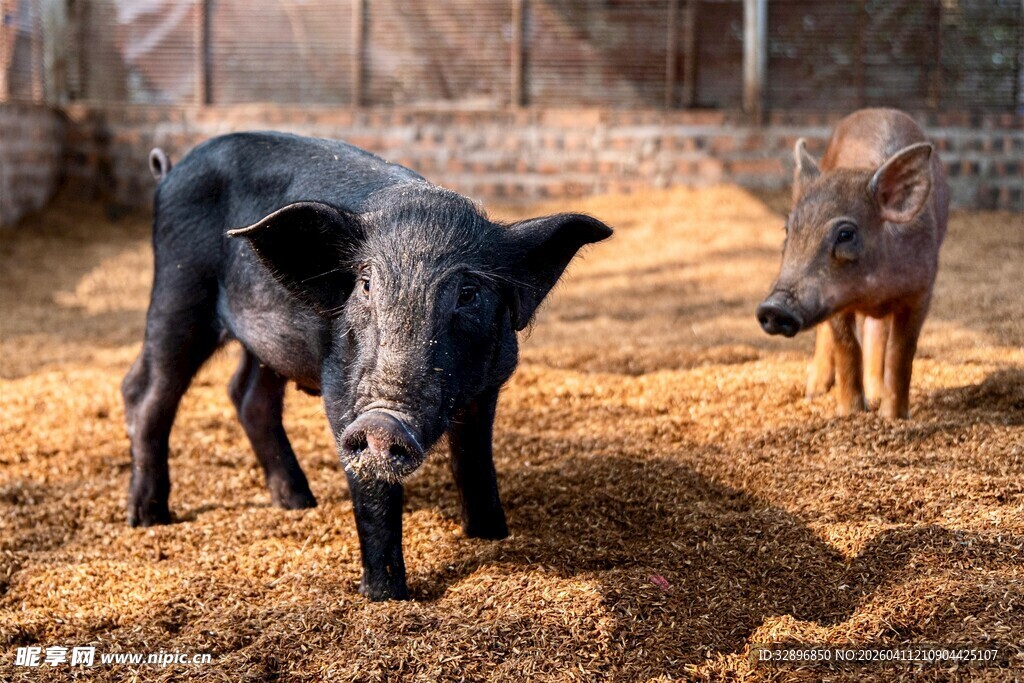 圈舍中的两头可爱小猪