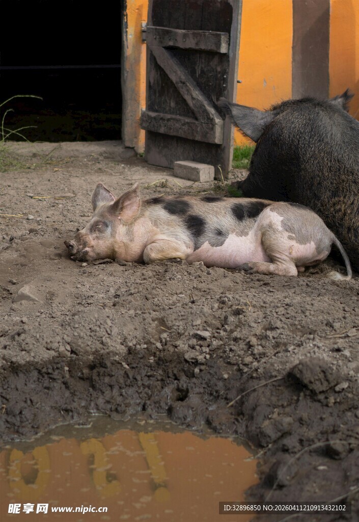泥地中躺着几头猪