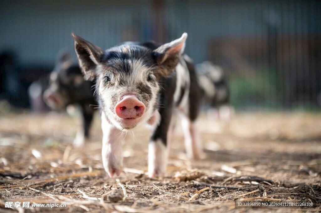 小猪在泥土地上欢快行走