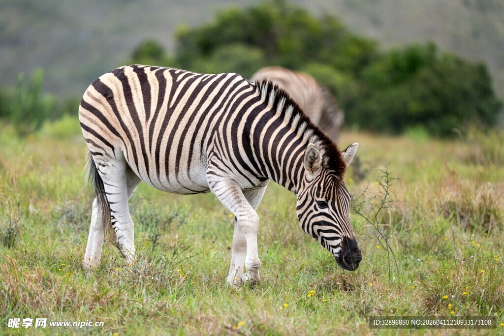 草原上低头吃草的斑马