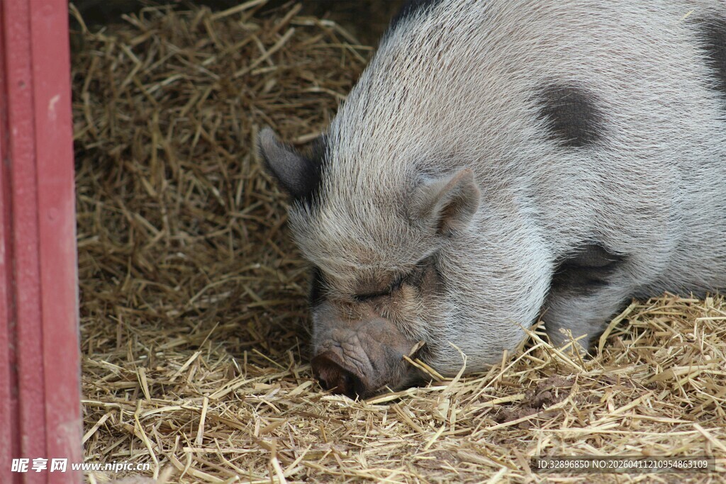 小猪在干草堆中觅食