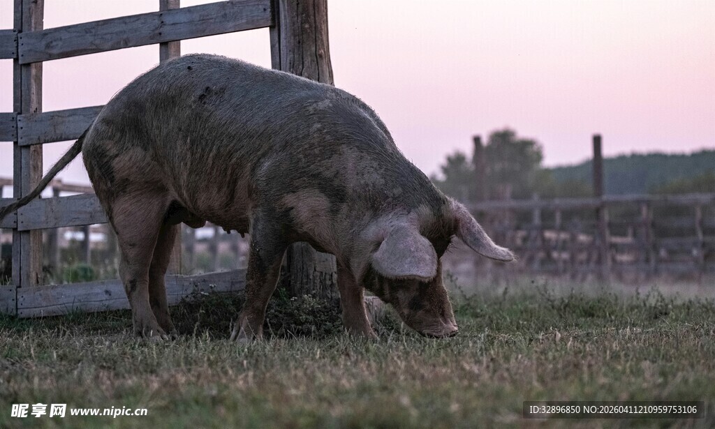 猪在牧场中低头觅食