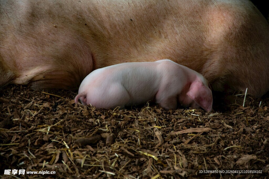小猪依偎在母猪身旁
