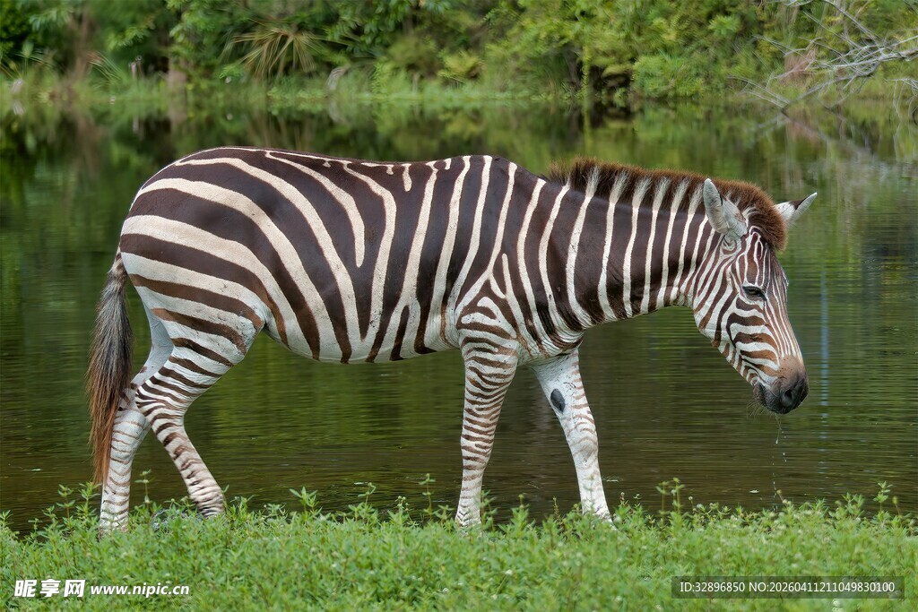 草原上独行的斑马