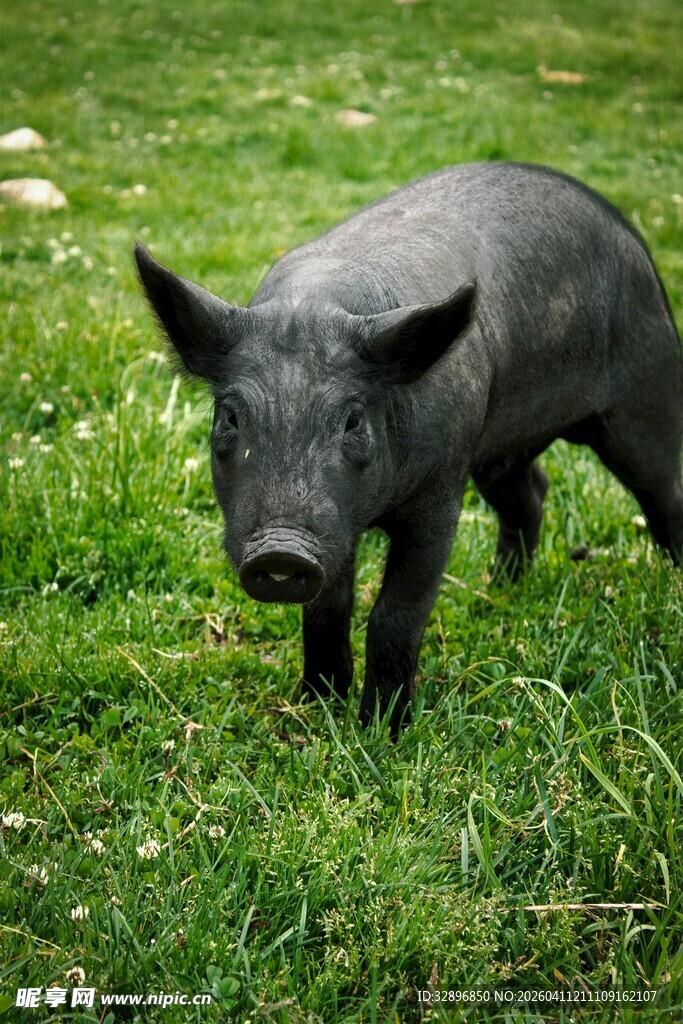 草地上的小黑猪