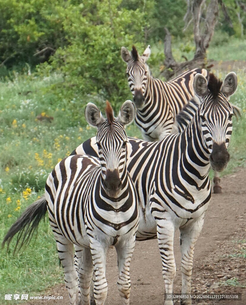 草原上的斑马家族