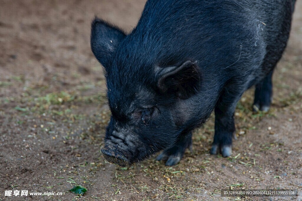 黑猪低头嗅闻地面景象