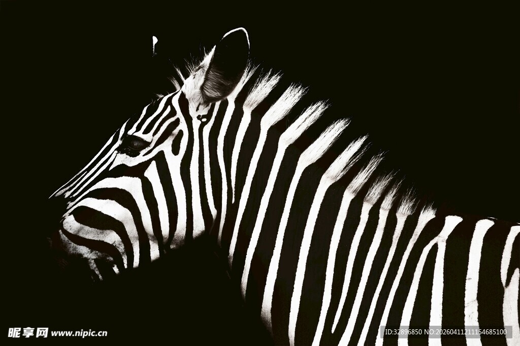 斑马侧面黑白条纹特写