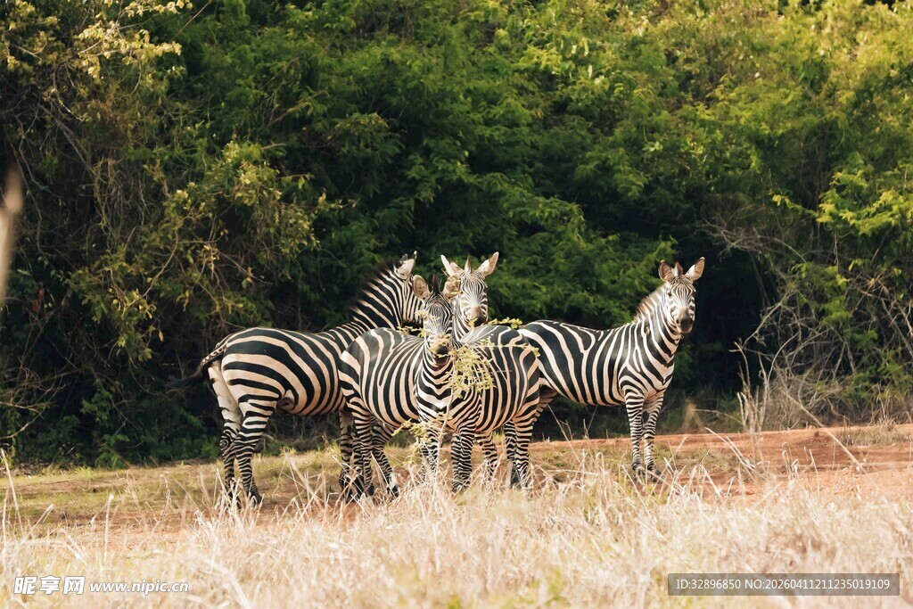草原上的斑马群