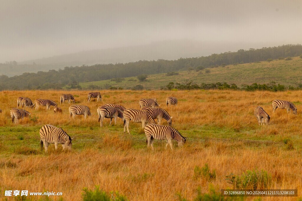 草原上的斑马群